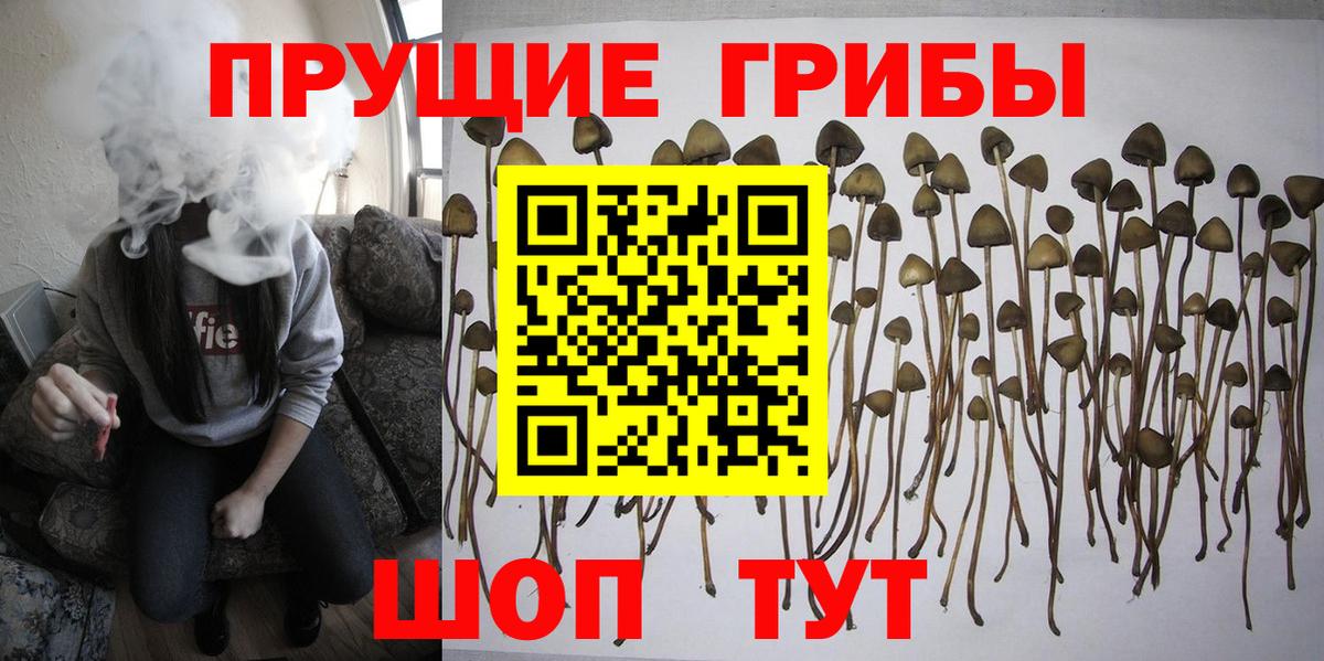 Псилоцибиновые грибы прущие грибы  Вход с VPN  Будённовск 